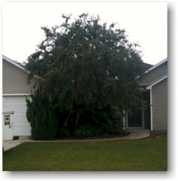 Proper Tree Pruning BEFORE